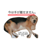 愛犬「ロミオ爺さん」（個別スタンプ：18）