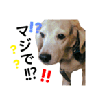 愛犬「ロミオ爺さん」（個別スタンプ：19）