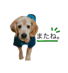 愛犬「ロミオ爺さん」（個別スタンプ：20）
