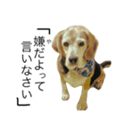 愛犬「ロミオ爺さん」（個別スタンプ：21）