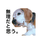 愛犬「ロミオ爺さん」（個別スタンプ：22）