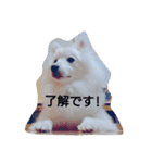 日本スピッツれいる（個別スタンプ：3）
