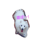 日本スピッツれいる（個別スタンプ：11）