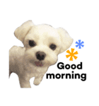 愛犬「レオン」（通称ベロンチョ♬）（個別スタンプ：1）