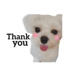愛犬「レオン」（通称ベロンチョ♬）（個別スタンプ：3）