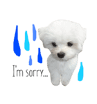 愛犬「レオン」（通称ベロンチョ♬）（個別スタンプ：4）