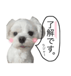 愛犬「レオン」（通称ベロンチョ♬）（個別スタンプ：5）