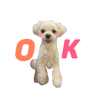 愛犬「レオン」（通称ベロンチョ♬）（個別スタンプ：6）