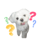 愛犬「レオン」（通称ベロンチョ♬）（個別スタンプ：7）