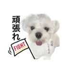 愛犬「レオン」（通称ベロンチョ♬）（個別スタンプ：8）