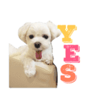 愛犬「レオン」（通称ベロンチョ♬）（個別スタンプ：9）