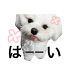 愛犬「レオン」（通称ベロンチョ♬）（個別スタンプ：11）