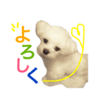 愛犬「レオン」（通称ベロンチョ♬）（個別スタンプ：12）