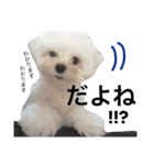 愛犬「レオン」（通称ベロンチョ♬）（個別スタンプ：13）