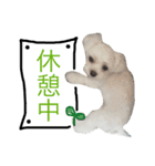 愛犬「レオン」（通称ベロンチョ♬）（個別スタンプ：14）
