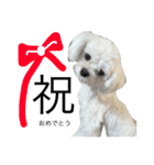 愛犬「レオン」（通称ベロンチョ♬）（個別スタンプ：15）