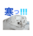 愛犬「レオン」（通称ベロンチョ♬）（個別スタンプ：16）