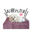 愛犬「レオン」（通称ベロンチョ♬）（個別スタンプ：19）
