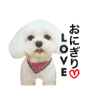 愛犬「レオン」（通称ベロンチョ♬）（個別スタンプ：23）