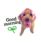 愛犬 りんごちゃん（個別スタンプ：1）