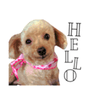 愛犬 りんごちゃん（個別スタンプ：2）
