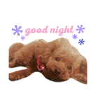 愛犬 りんごちゃん（個別スタンプ：3）