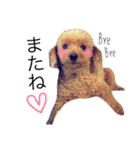 愛犬 りんごちゃん（個別スタンプ：4）