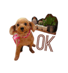 愛犬 りんごちゃん（個別スタンプ：5）