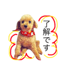 愛犬 りんごちゃん（個別スタンプ：6）