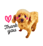 愛犬 りんごちゃん（個別スタンプ：7）