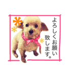 愛犬 りんごちゃん（個別スタンプ：8）