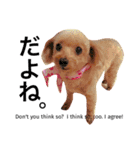愛犬 りんごちゃん（個別スタンプ：9）