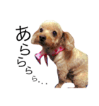 愛犬 りんごちゃん（個別スタンプ：11）