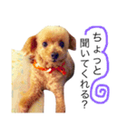 愛犬 りんごちゃん（個別スタンプ：13）