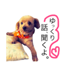 愛犬 りんごちゃん（個別スタンプ：14）