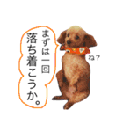 愛犬 りんごちゃん（個別スタンプ：16）