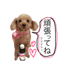 愛犬 りんごちゃん（個別スタンプ：17）