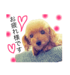 愛犬 りんごちゃん（個別スタンプ：18）