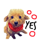 愛犬 りんごちゃん（個別スタンプ：19）