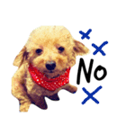 愛犬 りんごちゃん（個別スタンプ：20）