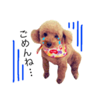 愛犬 りんごちゃん（個別スタンプ：21）