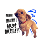 愛犬 りんごちゃん（個別スタンプ：23）