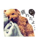 愛犬 りんごちゃん（個別スタンプ：24）