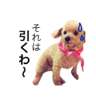 愛犬 りんごちゃん（個別スタンプ：27）