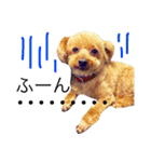 愛犬 りんごちゃん（個別スタンプ：28）