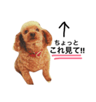 愛犬 りんごちゃん（個別スタンプ：29）