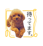 愛犬 りんごちゃん（個別スタンプ：30）