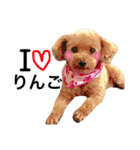 愛犬 りんごちゃん（個別スタンプ：32）