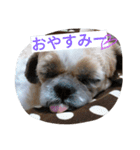 しーずーの毎日（個別スタンプ：2）