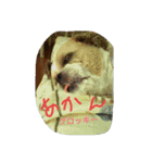 しーずーの毎日（個別スタンプ：16）